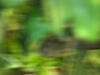 _A003471.jpg